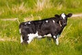 Beautiful black and white little calf of cow Royalty Free Stock Photo