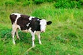 Beautiful black and white little calf in green grass. Royalty Free Stock Photo