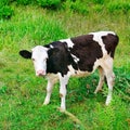 Beautiful black and white little calf in green grass. Royalty Free Stock Photo