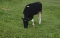 Beautiful black and white little calf in green grass in Poland in gallop Royalty Free Stock Photo