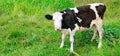 Beautiful black and white little calf in green grass. Wide photo Royalty Free Stock Photo