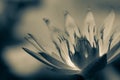 Beautiful black and white lotus bloom