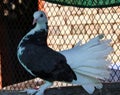 Beautiful black and white pigeon