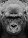 A beautiful black and white portrait of a monkey at close range that looks at the camera. Gorilla Royalty Free Stock Photo