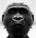 A beautiful black and white portrait of a monkey at close range that looks at the camera. Gorilla Royalty Free Stock Photo