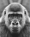 A beautiful black and white portrait of a monkey at close range that looks at the camera. Gorilla Royalty Free Stock Photo