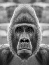 A beautiful black and white portrait of a monkey at close range that looks at the camera. Gorilla Royalty Free Stock Photo