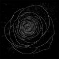 Beautiful black and white rose outline with gray spots on a black background. Royalty Free Stock Photo