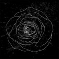 Beautiful black and white rose outline with gray spots on a black background. Royalty Free Stock Photo