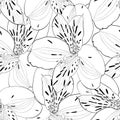 Beautiful black and white seamless pattern in alstroemeria with contours.