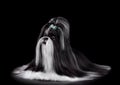 Beautiful black and white Shih Tzu dog