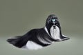 Beautiful black and white Shih Tzu dog