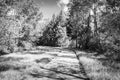 Beautiful black and white shot of a narrow curvy pathway with trees in park on sunny day