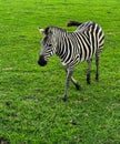 Beautiful black and white striped African zebra at a petting zoo farm Royalty Free Stock Photo