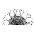 beautiful black and white sunflower isolated on white background. Hand-drawn contour lines. Monochrome  illustration. Only Royalty Free Stock Photo