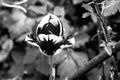 Beautiful black and white tulips with blurred background