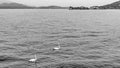 Beautiful black and white view of two swans swimming in Lake Maggiore, with the Borromean Islands in the background, Italy Royalty Free Stock Photo