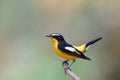 beautiful black white and yellow bird happily wagging its tail, yellow-rumped or korean flycatcher Royalty Free Stock Photo