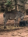 Beautiful black and white zebra eating at zoo Royalty Free Stock Photo