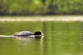 A beautiful black wild duck floating on the surface of a pond Fulica atra, Fulica previous Royalty Free Stock Photo