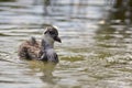 A beautiful black wild duck floating on the surface of a pond Fulica atra, Fulica previous Royalty Free Stock Photo