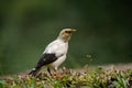 The beautiful black winged myna Royalty Free Stock Photo