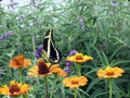 Beautiful black and yellow butterfly perching on the colorful zinnias in the spring garden Royalty Free Stock Photo