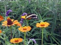 Beautiful black and yellow butterfly perching on the colorful zinnias in the spring garden Royalty Free Stock Photo