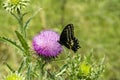 Black and yellow Butterfly on Texas Purple Thistle flower Royalty Free Stock Photo