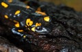 Beautiful black-yellow fiery salamander on a stone in the forest close-up