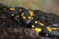 Beautiful black-yellow fiery salamander on a stone close-up. Animals in the wild