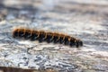 Beautiful black yellow orange caterpillar creeps on an old wood in the garden closeup