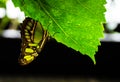 Beautiful black and yellowish butterfly on a green fresh leaf with visible stem.