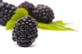 Beautiful blackberries. Royalty Free Stock Photo