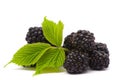 Beautiful blackberries Royalty Free Stock Photo