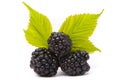 Beautiful blackberries Royalty Free Stock Photo