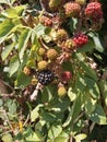 beautiful blackberries in a forest of rural Cantabria Royalty Free Stock Photo