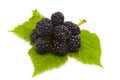 Beautiful blackberries. Macro shot.