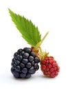 Beautiful blackberries Royalty Free Stock Photo