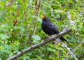 Blackbird on Banch Royalty Free Stock Photo