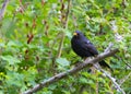 Blackbird on Banch Royalty Free Stock Photo