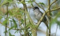 A beautiful Blackcap Sylvia atricapilla singing in a tree.