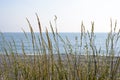 Blades of grass against the blue sea Royalty Free Stock Photo