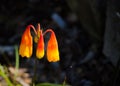 Beautiful Blandfordia grandiflora or Christmas Bells is a clump forming plant in orange color at a spring season at a garden.