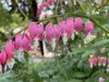 Beautiful Bleeding Heart - Dicentra spectabilis - perennial flower, with branch full of pink blossoms and green leaves. Royalty Free Stock Photo