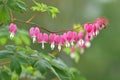 Beautiful bleeding heart flowers