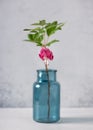 Beautiful bleeding heart flowers in a turquoise glass vase. Romantic floral still life with bouquet of flowers in a vase. Royalty Free Stock Photo