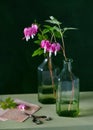 Beautiful bleeding heart flowers in vintage green glass vases. Royalty Free Stock Photo