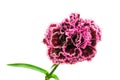 Burgundy colored carnation on white background Royalty Free Stock Photo