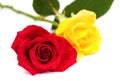 Beautiful blomming red and yellow rose.